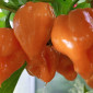 Семена острого перца Habanero yellow