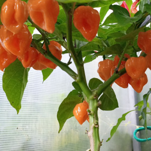 Habanero yellow