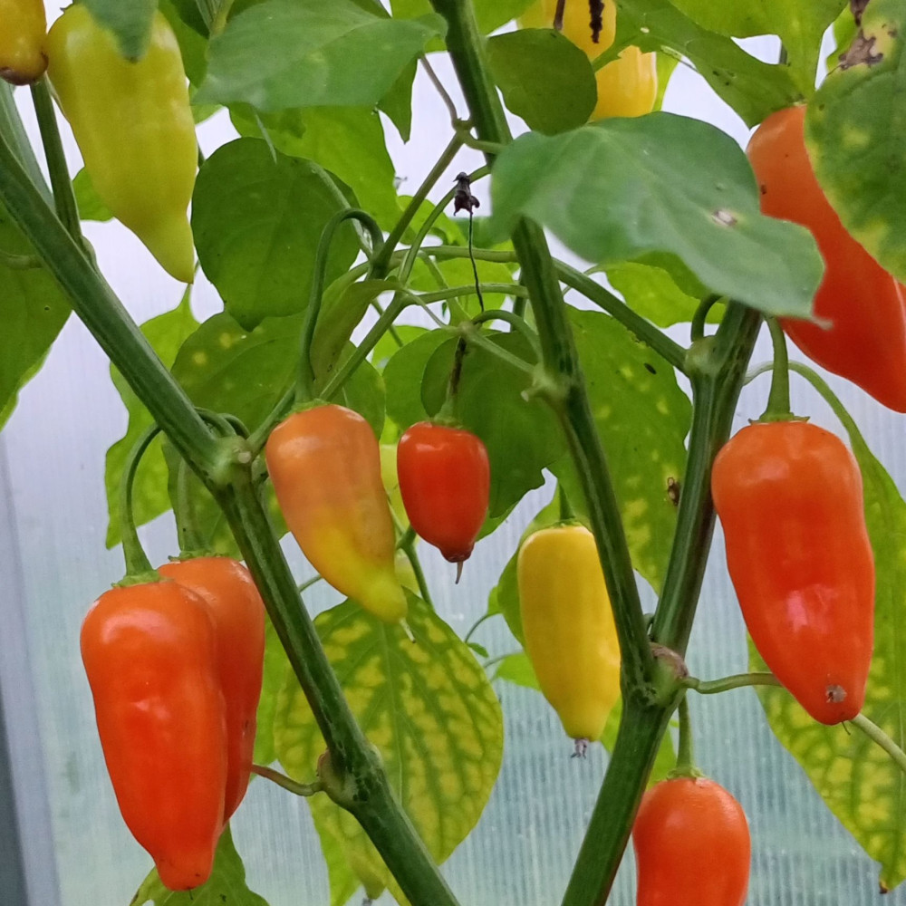 Семена острого перца Jamy-3