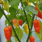 Семена острого перца Jamy