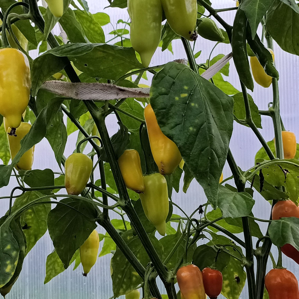 Семена острого перца Jamy-2