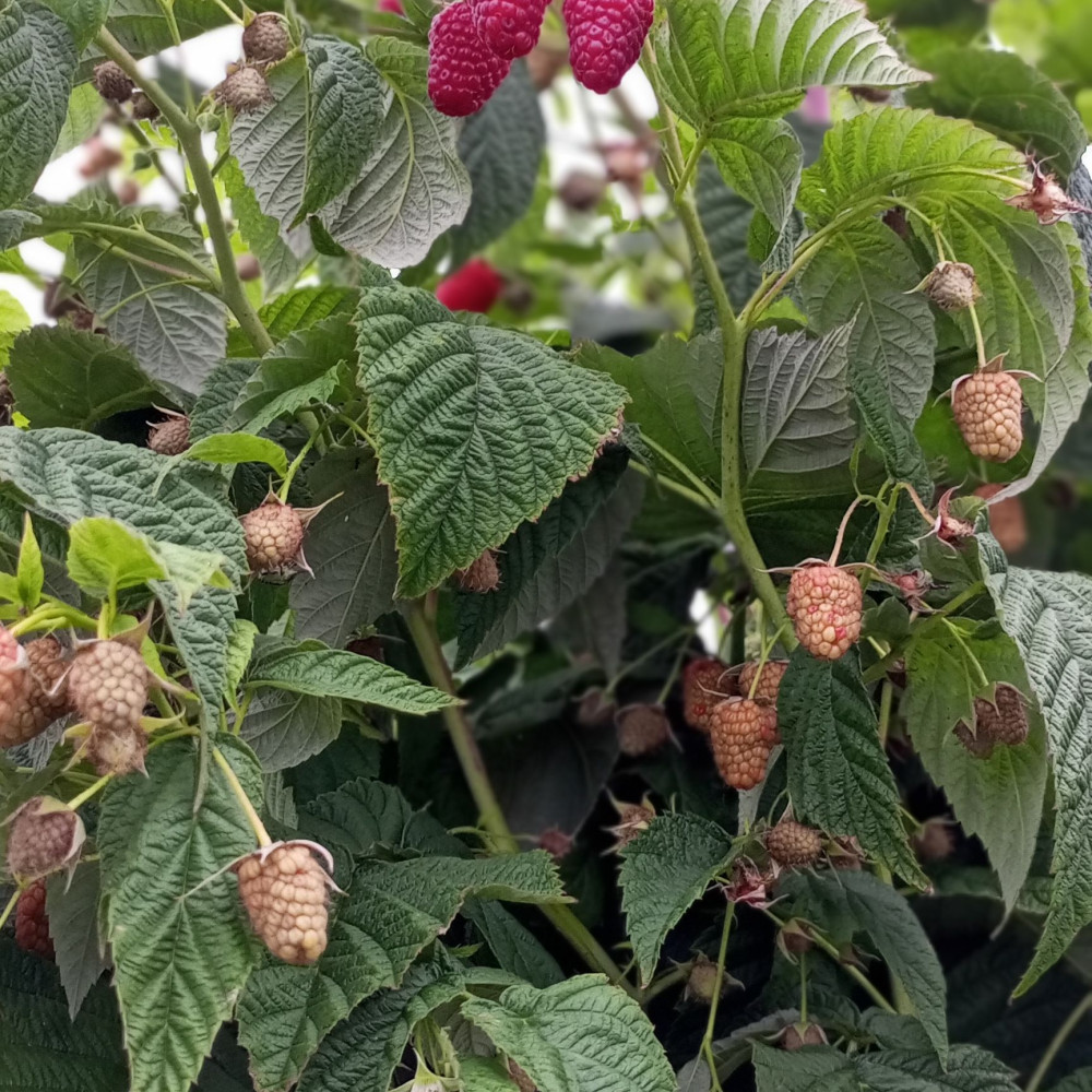 Семена малины Атлант-2