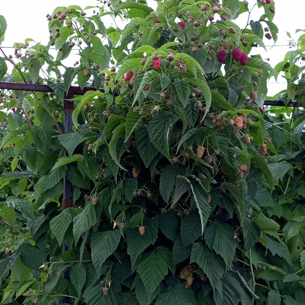 Семена малины Атлант-3