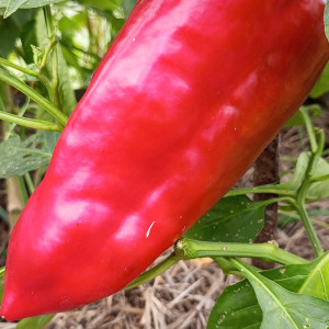 Рос де Майорка (Ros de Mallorca)