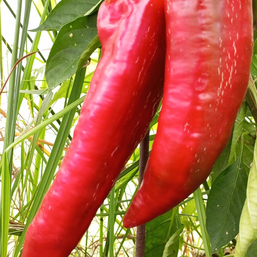 Семена сладкого перца Куртовская Капия (Kurtovska Kapia)-1