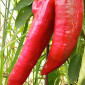 Семена сладкого перца Куртовская Капия (Kurtovska Kapia)