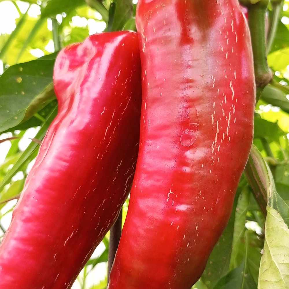 Семена сладкого перца Куртовская Капия (Kurtovska Kapia)