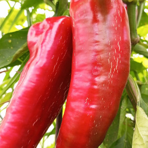 Куртовская Капия (Kurtovska Kapia)