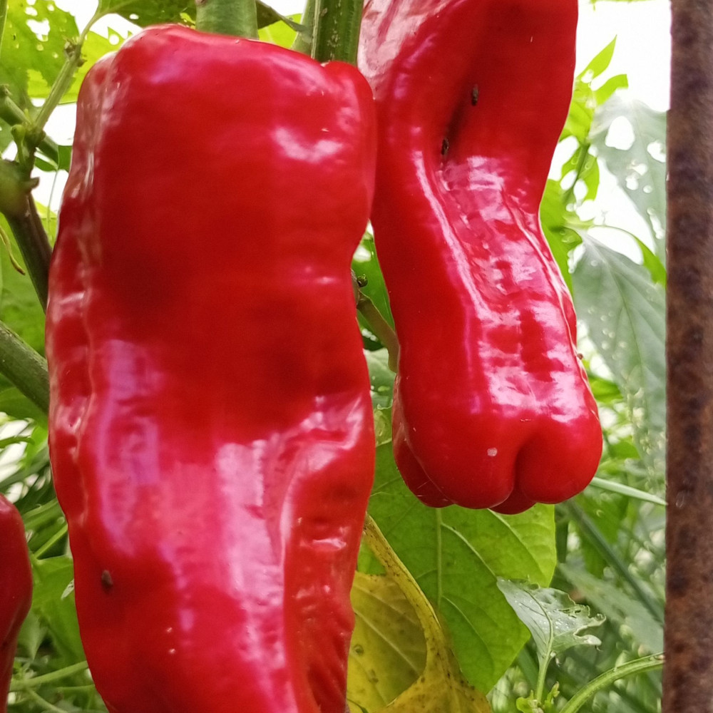 Семена сладкого перца Sweet point