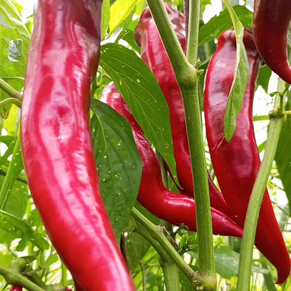 Семена сладкого перца Банановый баунти