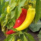 Семена сладкого перца Banana sweet