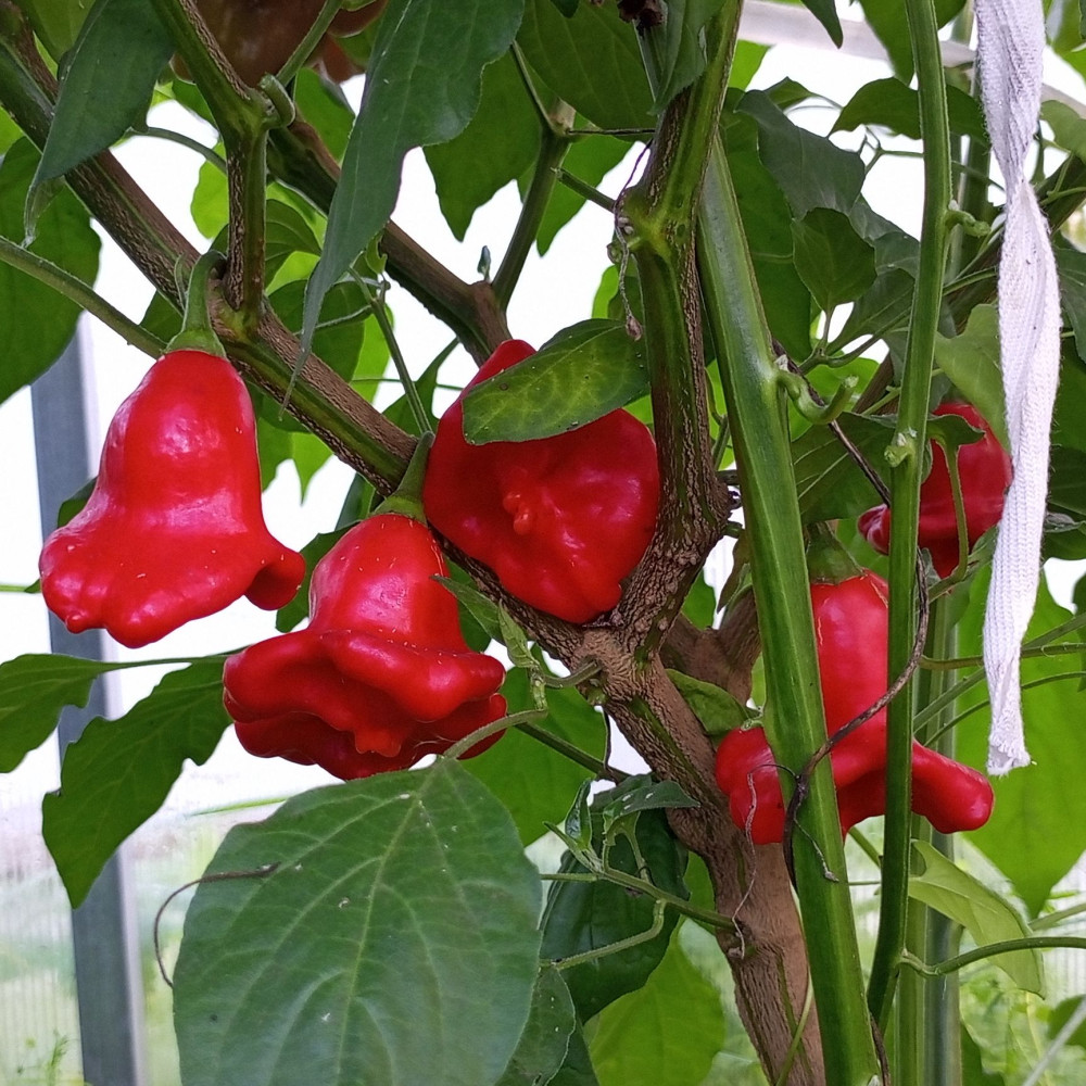 Семена острого перца Bishop's crown-3