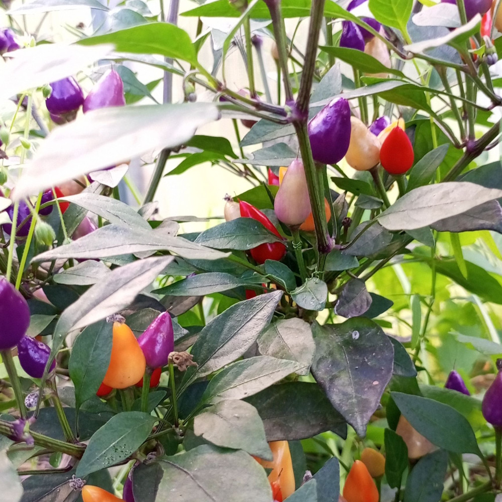 Семена острого перца Numex-3