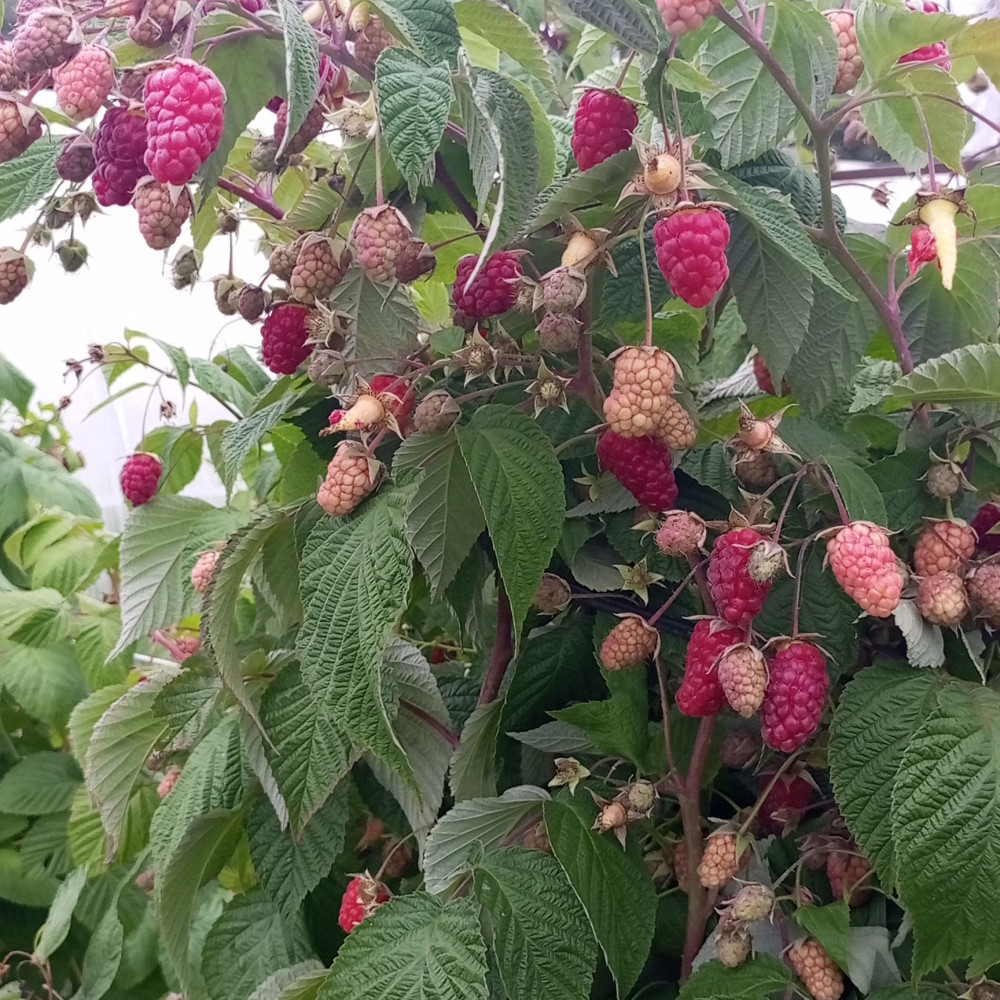 Семена малины Брянское диво-3