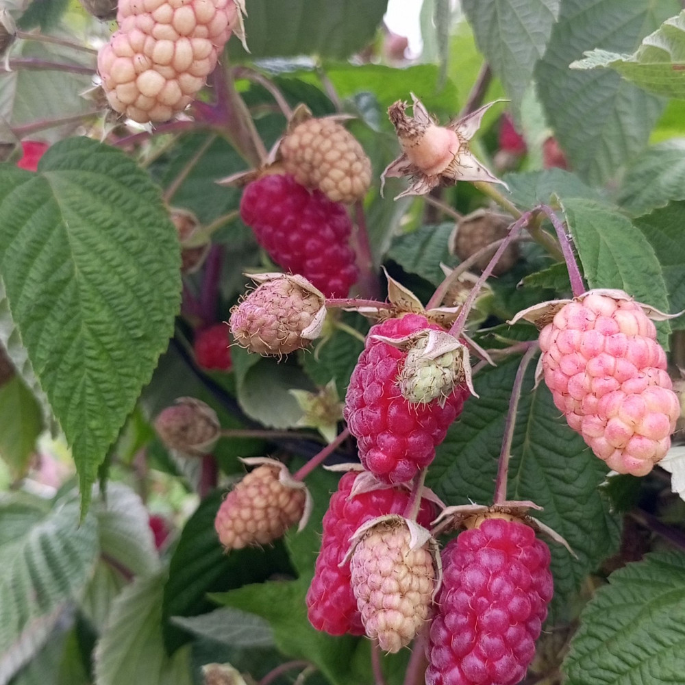 Семена малины Брянское диво