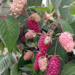 Брянское диво