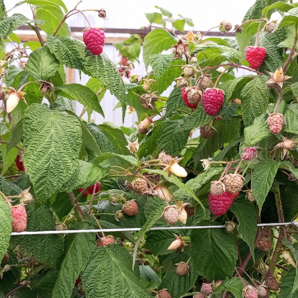 Семена малины Геракл-1