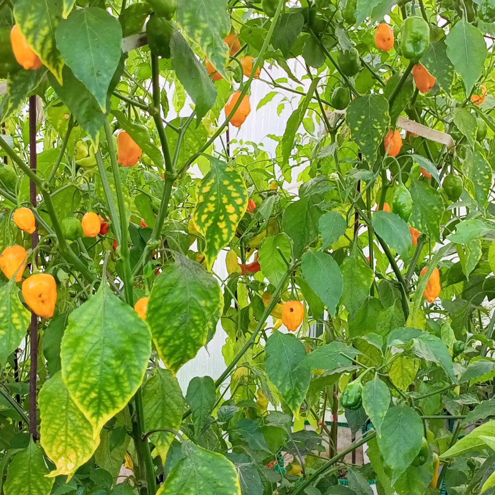 Семена острого перца El Oro de Ecuador