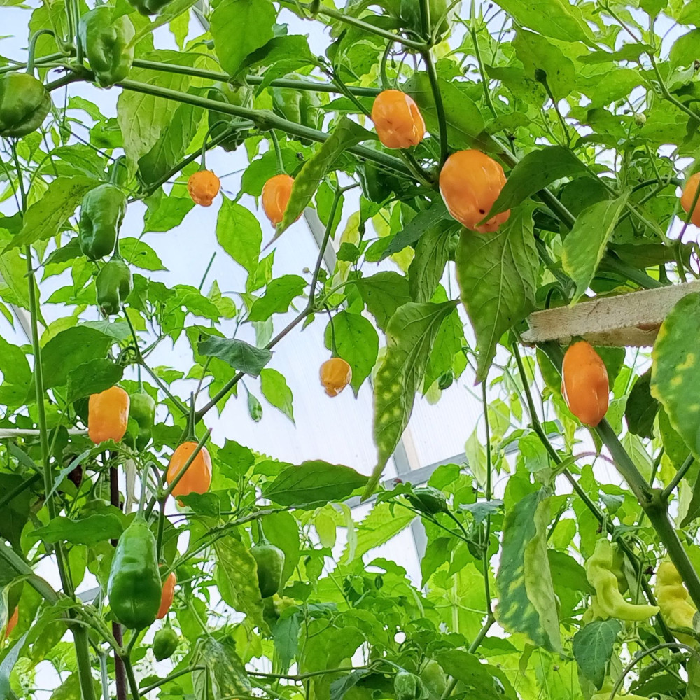 Семена острого перца El Oro de Ecuador-2