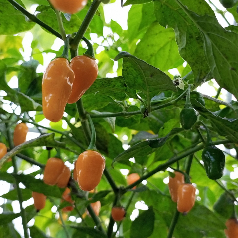 Семена острого перца Cumari yellow-1