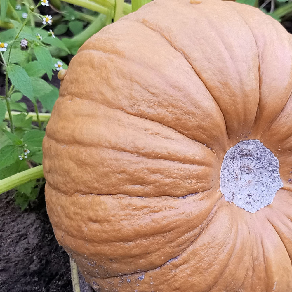 Семена тыквы Grizzly Bear-2