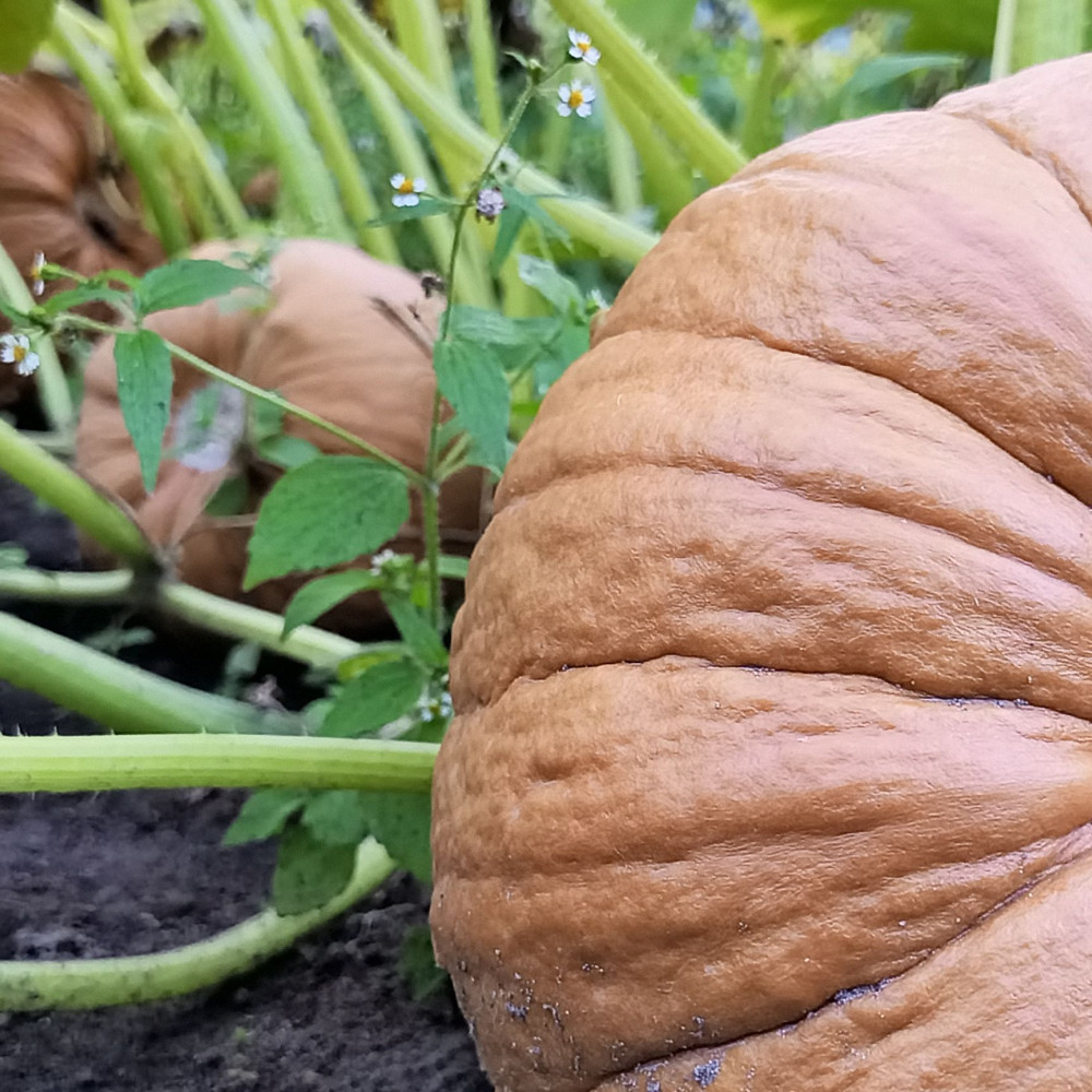 Семена тыквы Grizzly Bear-1