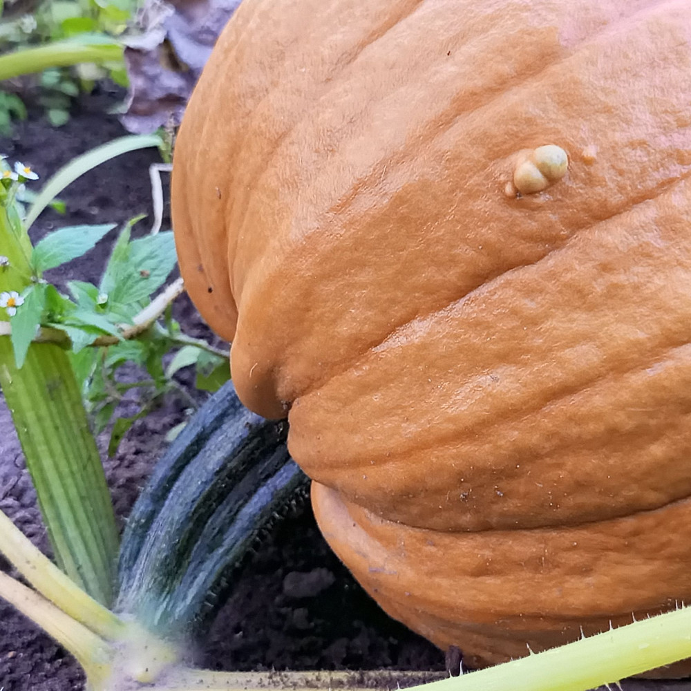 Семена тыквы Grizzly Bear