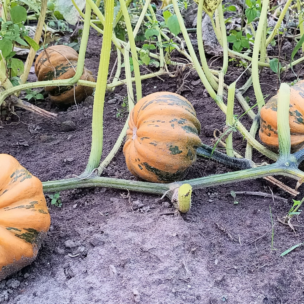 Семена тыквы Kamo-kamo-2