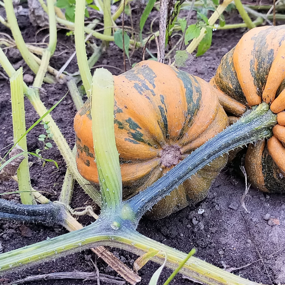 Семена тыквы Kamo-kamo-1