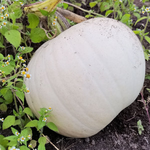 Cotton Candy (Сахарная вата)