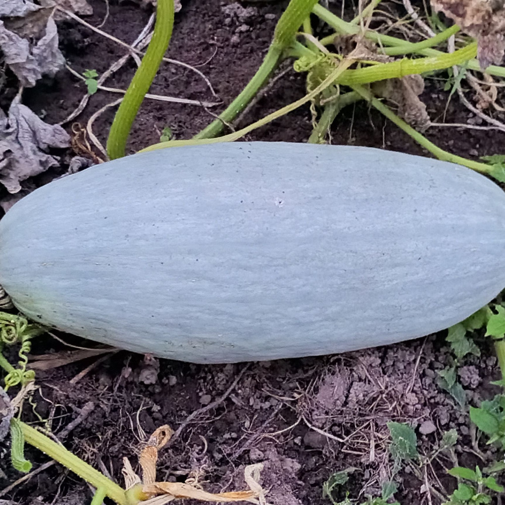 Семена тыквы Blue Banana