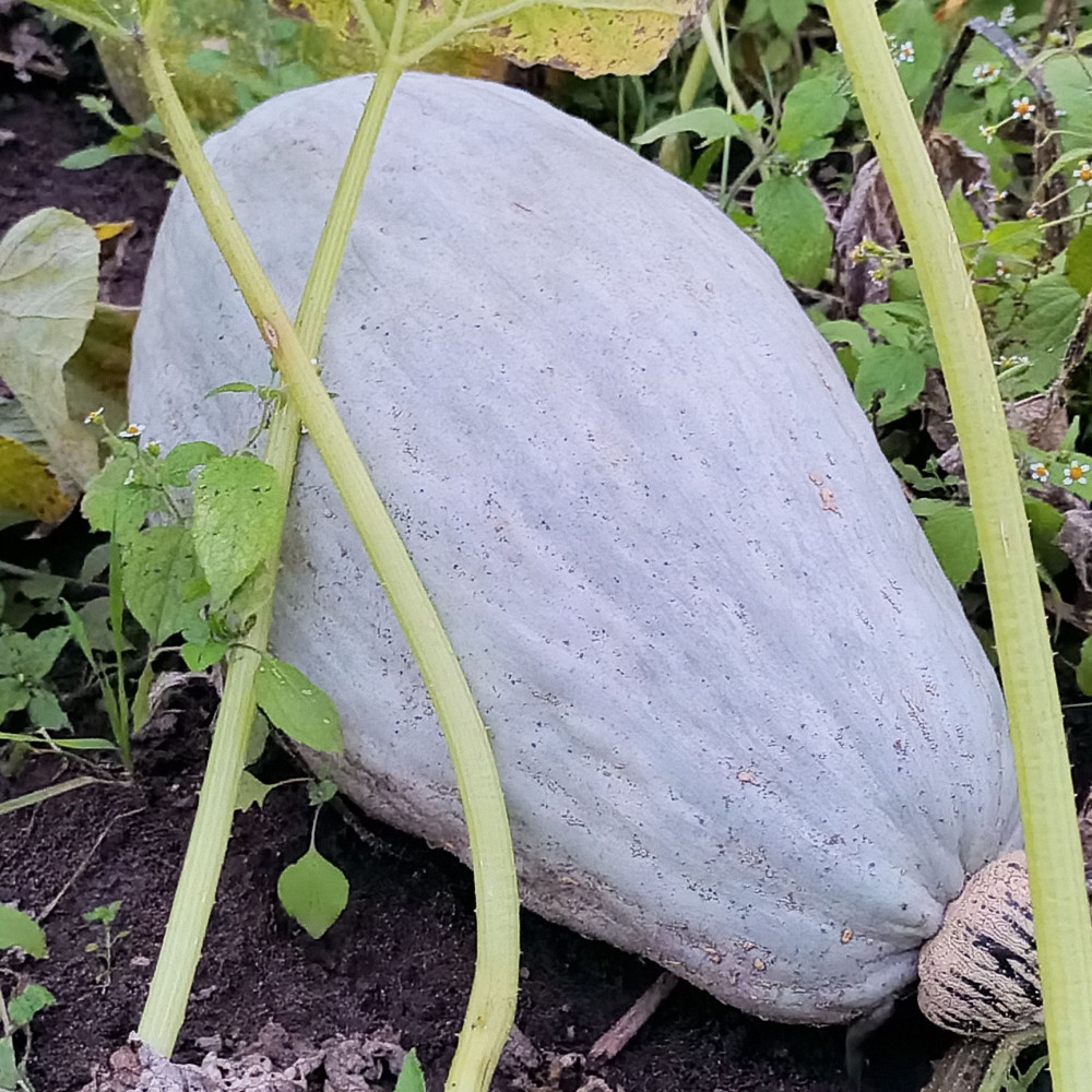 Семена тыквы Blue Banana-1