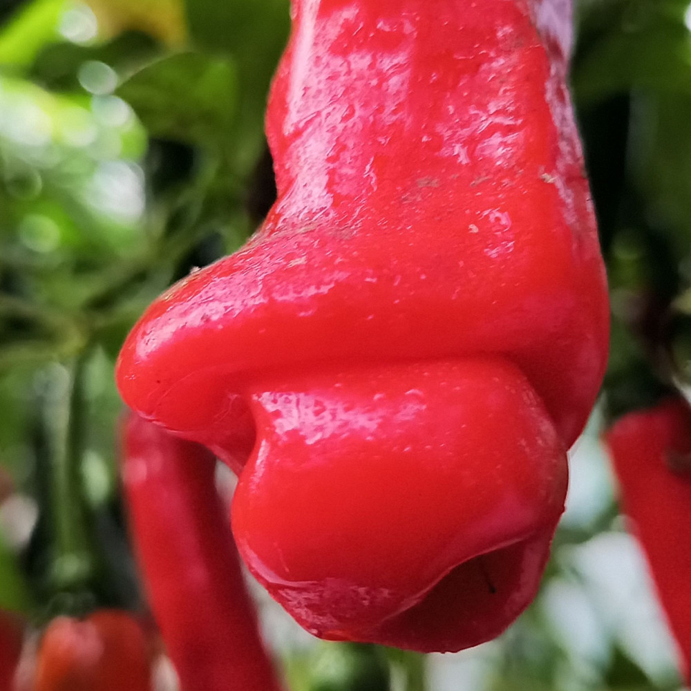 Семена острого перцаPeter Pepper Red-2