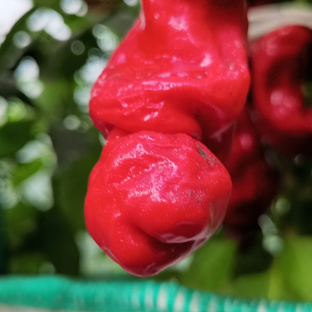 Семена острого перцаPeter Pepper Red-3