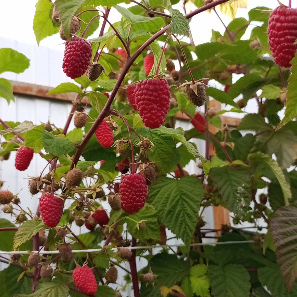 Семена малины Малиновая гряда