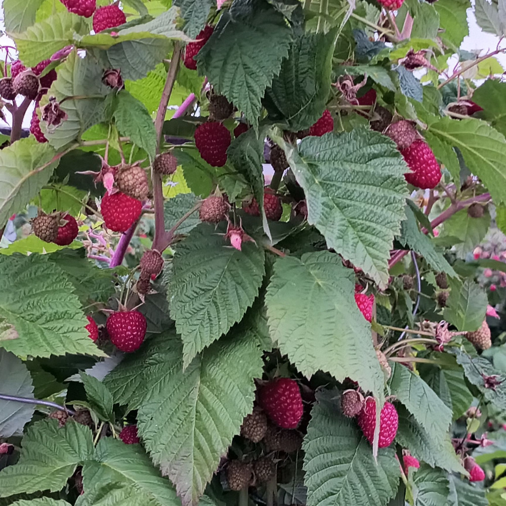 Семена малины Самохвал