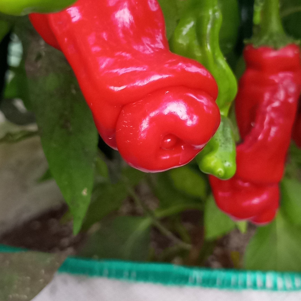 Семена острого перцаPeter Pepper Red