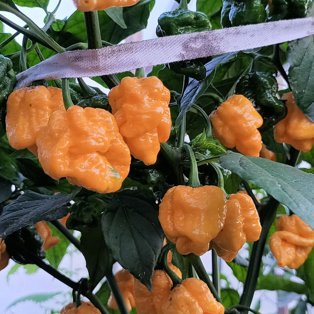 Семена острого перца Bonda Mahala