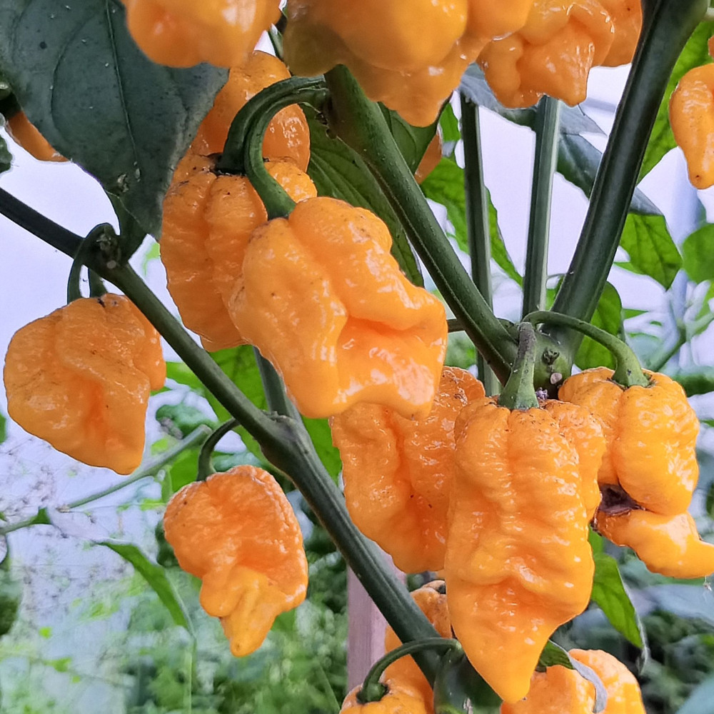 Семена острого перца Bonda Mahala-1