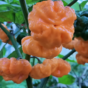 Scotch Bonnet TFM