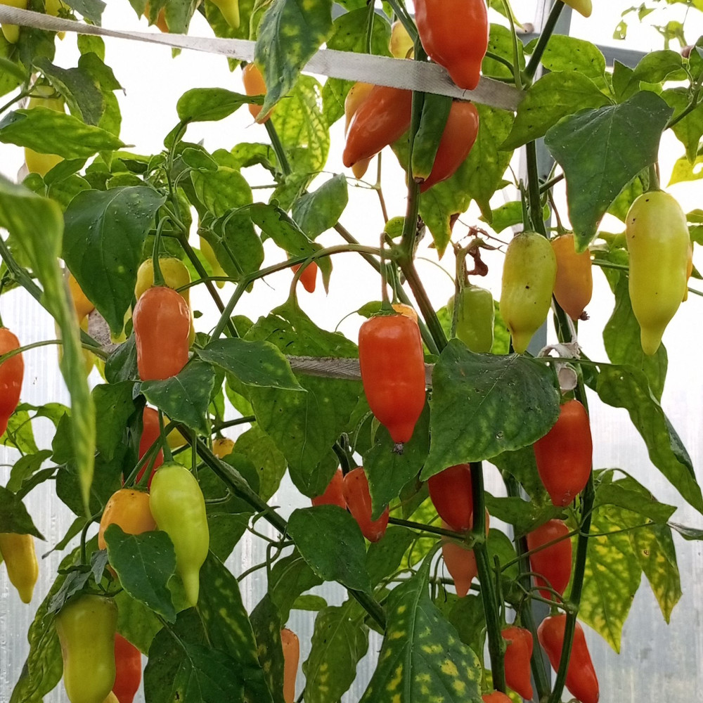 Семена острого перца Jamy