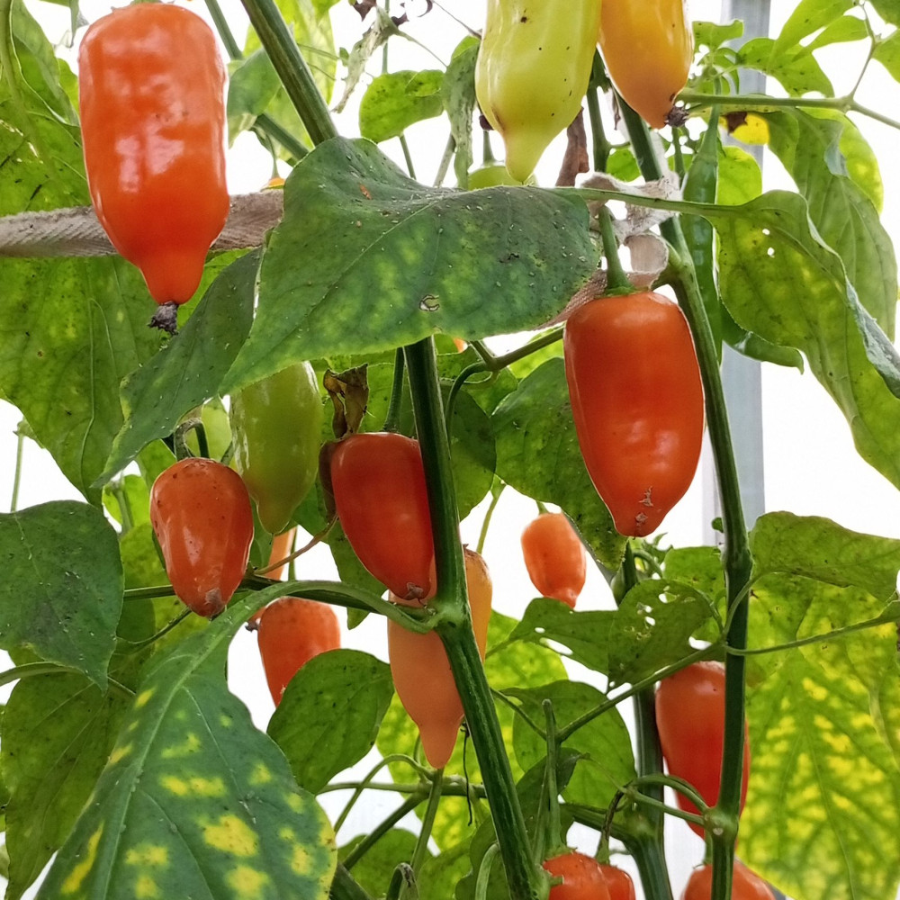 Семена острого перца Jamy-1