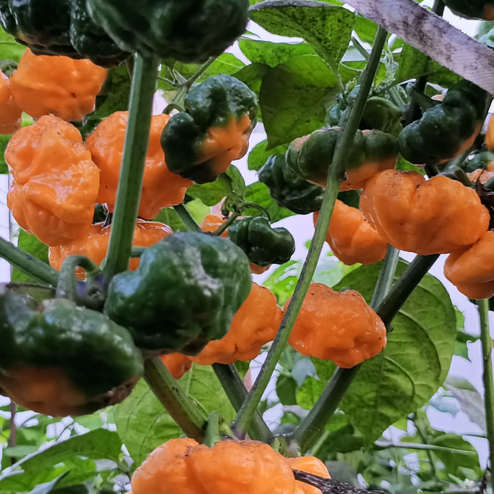 Семена острого перца Scotch Bonnet TFM-1