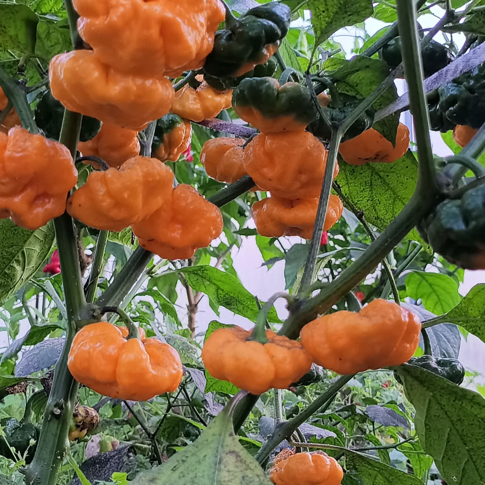 Семена острого перца Scotch Bonnet TFM-2