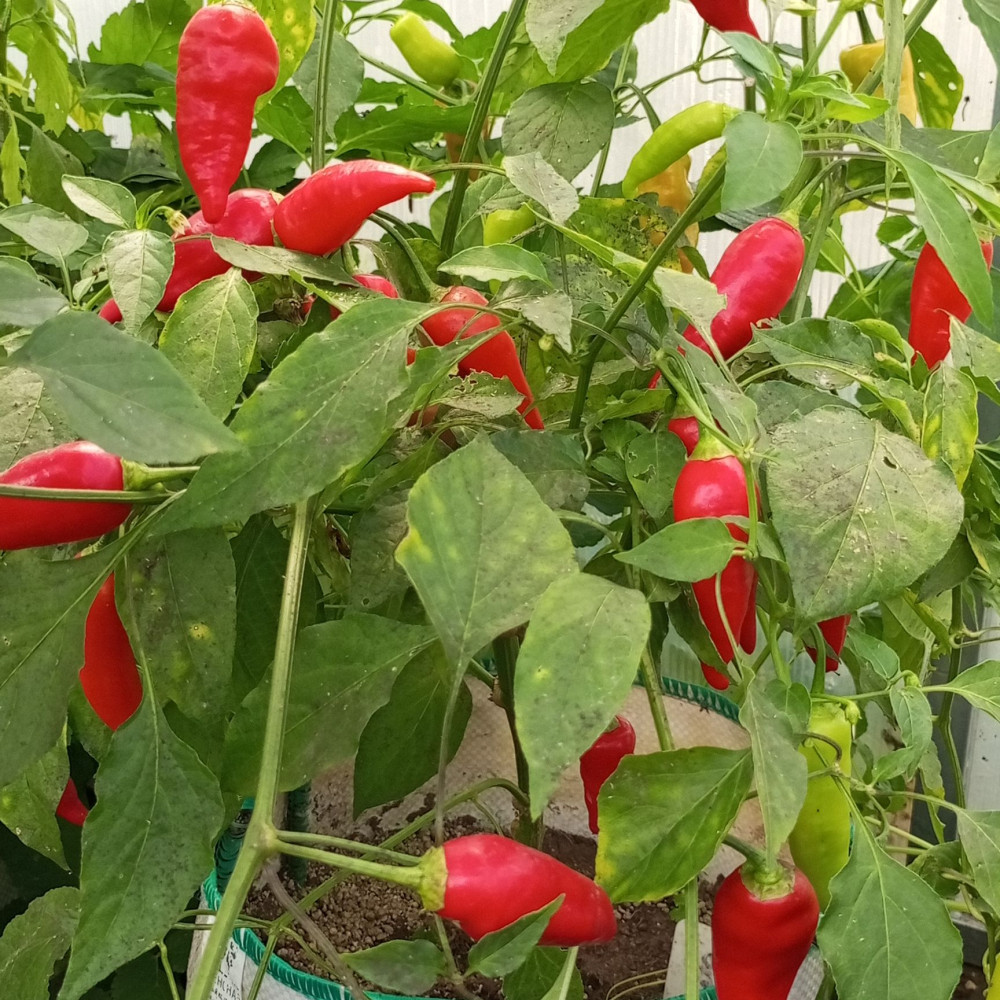 Семена острого перца Aji Benito