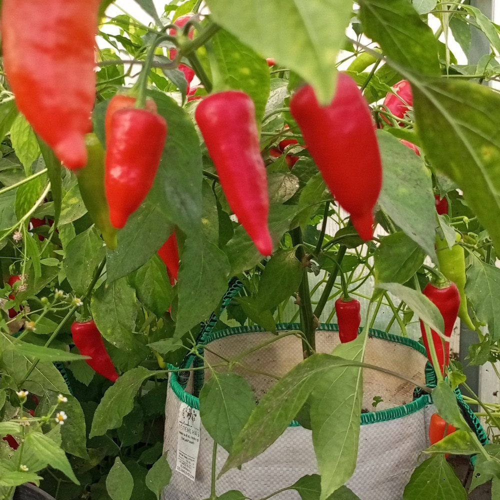 Семена острого перца Aji Benito-1