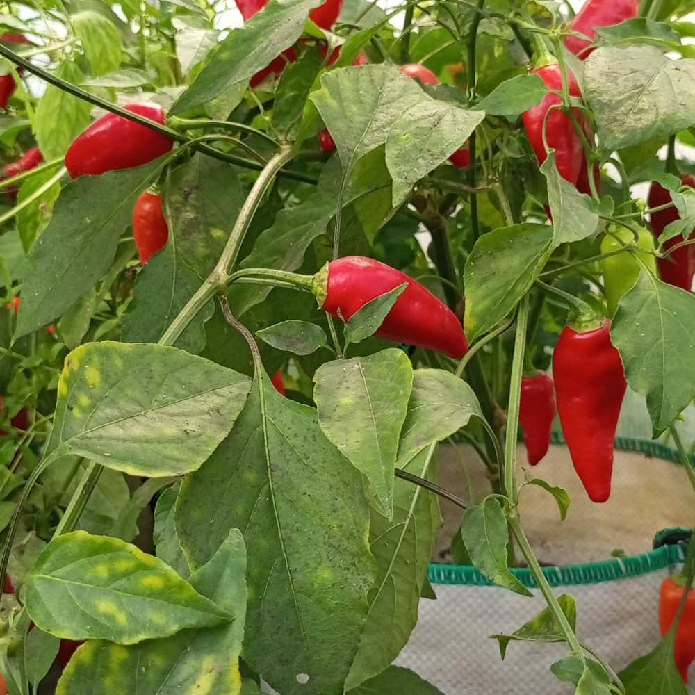 Семена острого перца Aji Benito-2