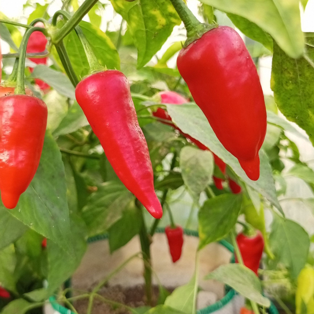 Семена острого перца Aji Benito-3