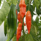Семена острого перца Aji Amarillo Paste