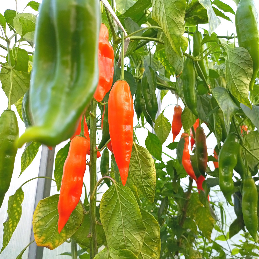 Семена острого перца Aji Amarillo Paste-1